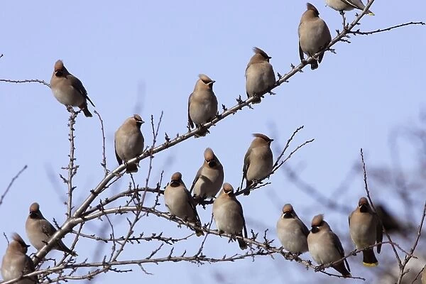 Waxwing - flock in tree. Alsace - France