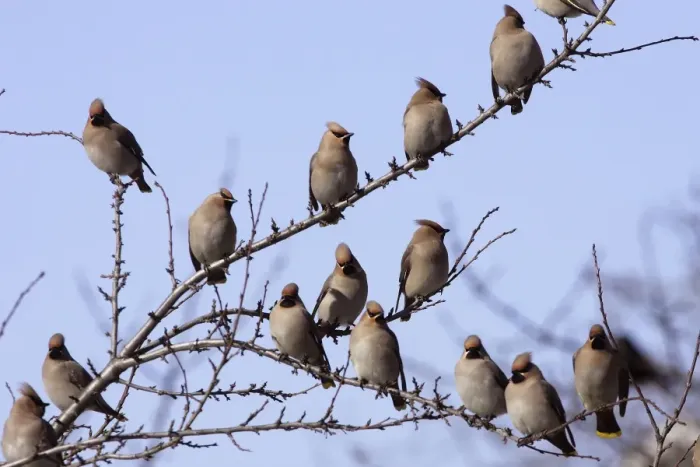 Framed Print : Waxwing - flock in tree. Alsace - France Framed Print : Waxwing - flock in tree. Alsace - France