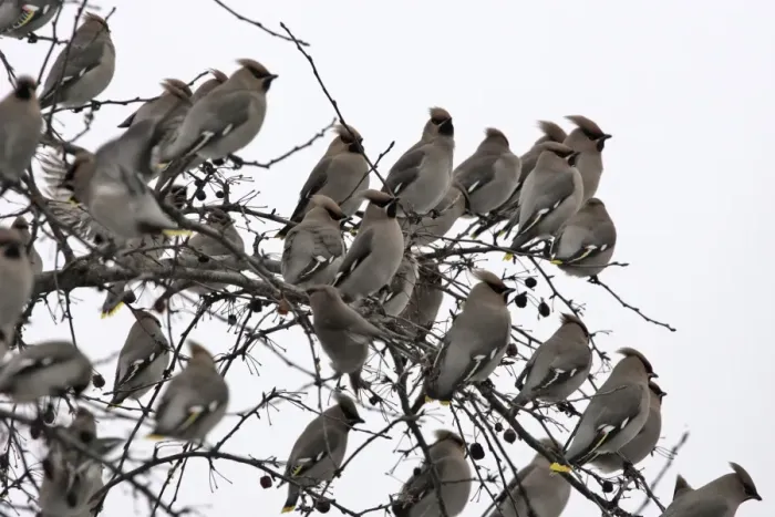 Framed Print : Waxwing - flock in tree. Alsace - France Framed Print : Waxwing - flock in tree. Alsace - France