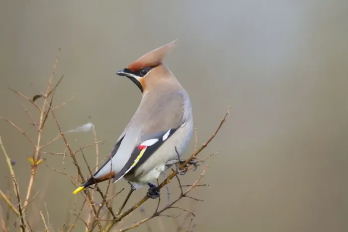 Framed Print : Waxwing - winter - UK Framed Print : Waxwing - winter - UK