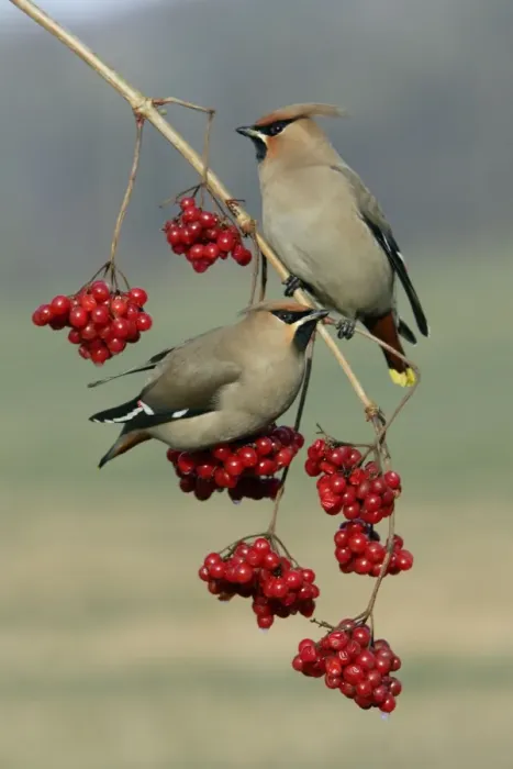 Framed Print : Waxwings-Feeding on Guelder-rose berries Lower Saxony, Germany Framed Print : Waxwings-Feeding on Guelder-rose berries Lower Saxony, Germany