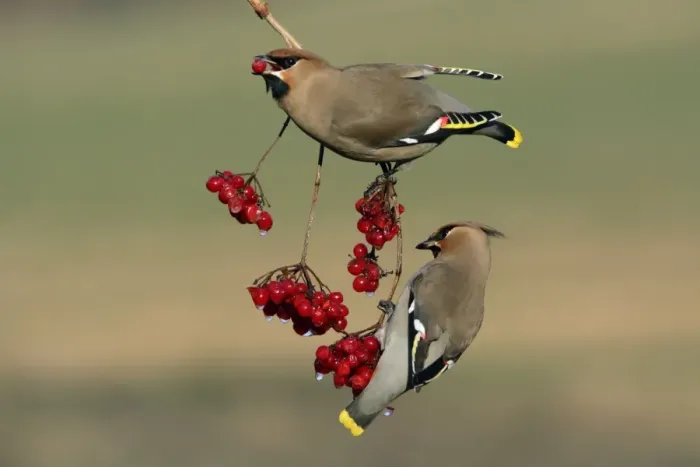Framed Print : Waxwings-Feeding on Guelder-rose berries Lower Saxony, Germany Framed Print : Waxwings-Feeding on Guelder-rose berries Lower Saxony, Germany