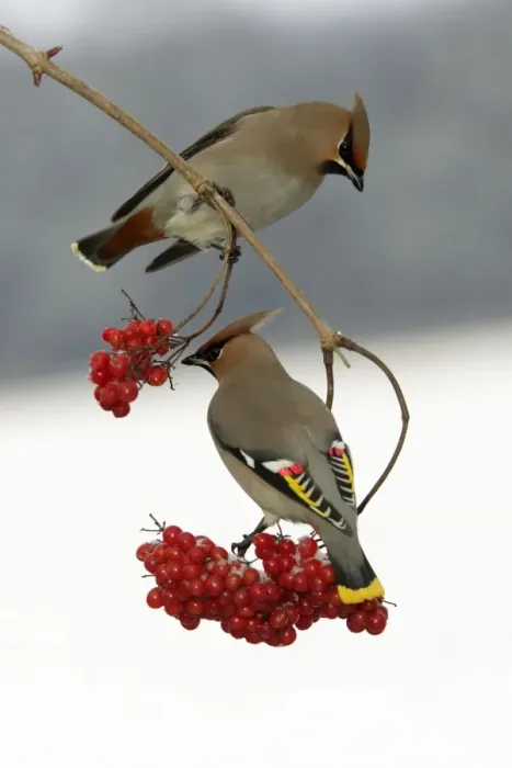 Framed Print : Waxwings-Feeding on Guelder-rose berries Lower Saxony, Germany Framed Print : Waxwings-Feeding on Guelder-rose berries Lower Saxony, Germany