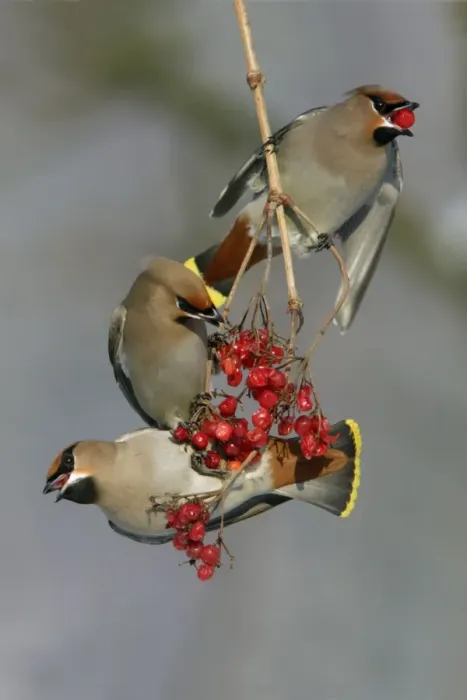 Framed Print : Waxwings-Feeding on Guelder-rose berries Lower Saxony, Germany Framed Print : Waxwings-Feeding on Guelder-rose berries Lower Saxony, Germany