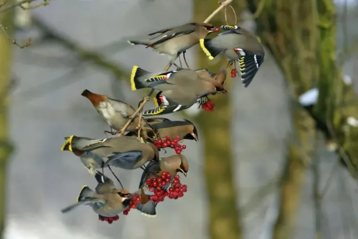 Framed Print : Waxwings-Flock feeding on Guelder-rose berries Lower Saxony, Germany Framed Print : Waxwings-Flock feeding on Guelder-rose berries Lower Saxony, Germany