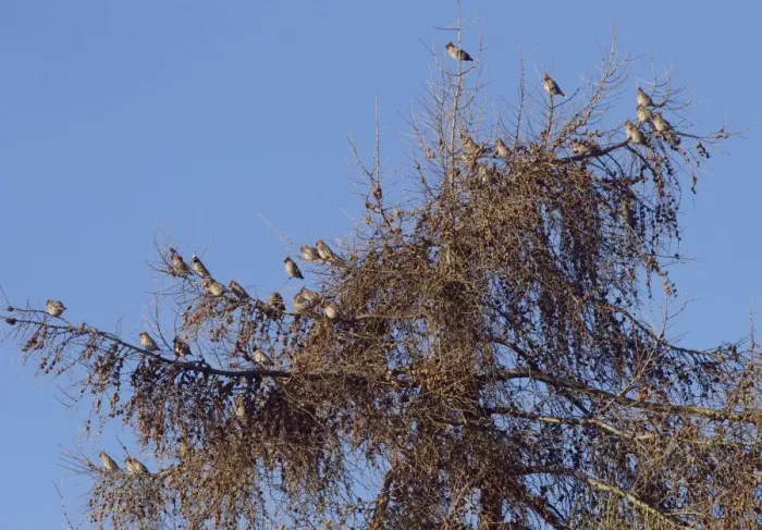 Framed Print : Waxwings - flock perched in tree top - Oxon - UK - January