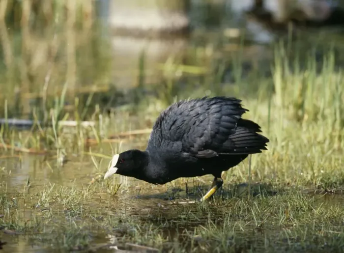 Framed Print : Coot. WC-829. COOT. Fulica atra. Werner Curth Framed Print : Coot. WC-829. COOT. Fulica atra. Werner Curth