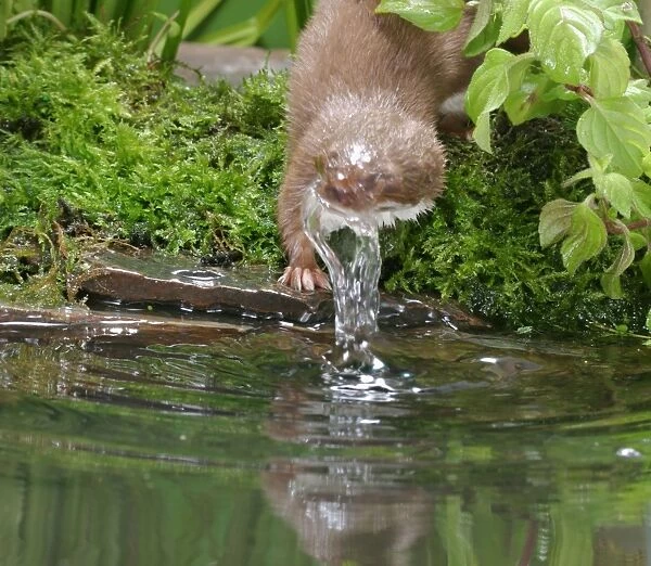 Weasel Male bathing Bedfordshire, UK