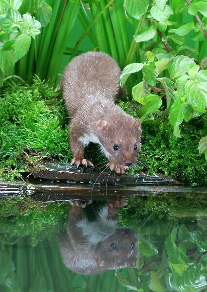 Weasel Male about to drink from pool Bedfordshire, UK
