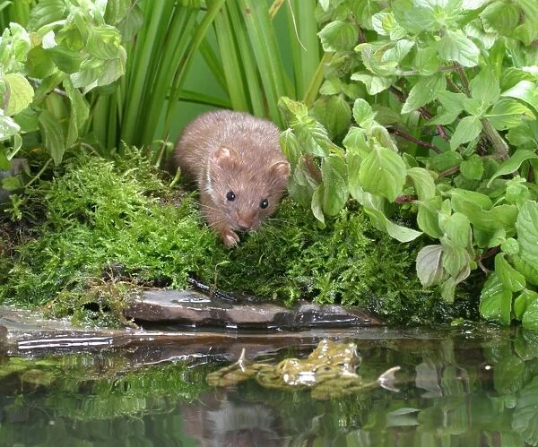 Weasel Male with frog in pool Bedfordshire, UK
