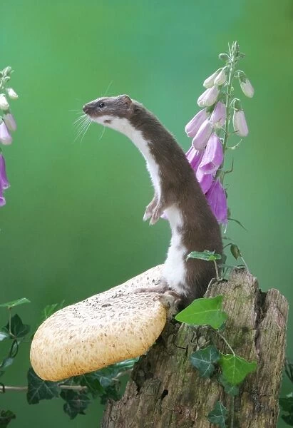 Weasel Male on fungus
