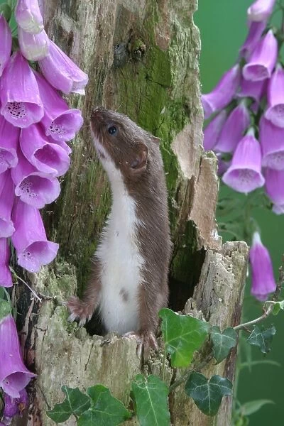 Weasel Male in hollow stump
