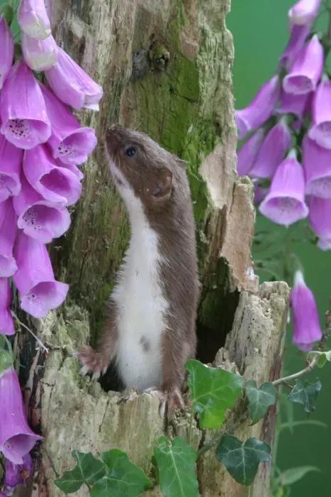 Framed Print : Weasel Male in hollow stump Framed Print : Weasel Male in hollow stump