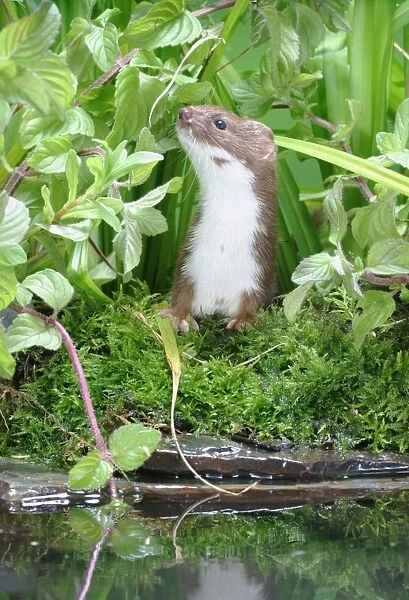 Weasel Male looks up by water Bedfordshire, UK