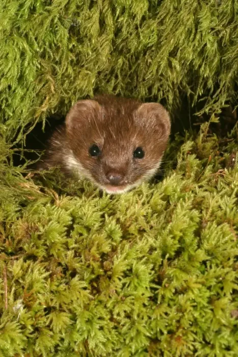Framed Print : Weasel Male in moss Close up of head West Wales, UK Framed Print : Weasel Male in moss Close up of head West Wales, UK