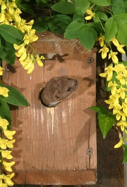 Weasel Male raiding nestbox West Wales, UK