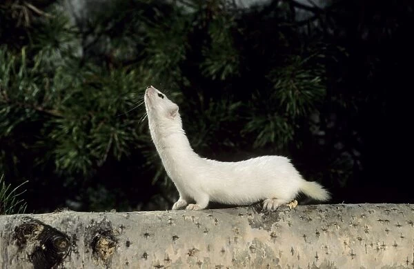 Weasel in white winter fur, adult; common predator in taiga-forests Ur37. 1220