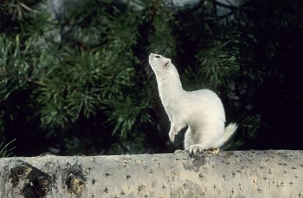 Weasel in white winter fur, adult; common predator in taiga-forests; Ur37. 1228