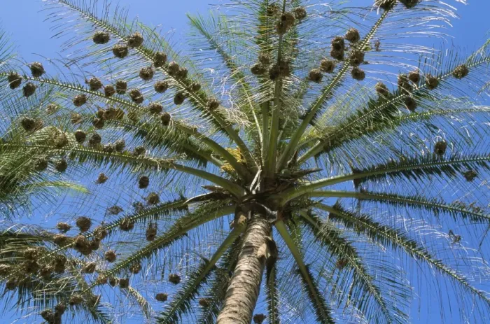 Framed Print : Weaver Birds - nests in tree Gambia Framed Print : Weaver Birds - nests in tree Gambia