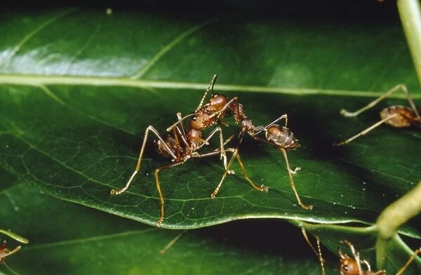 Weaver  /  Tree Ant