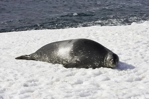Weddel Seal Leptonychotes weddellii Half Moon Island Antarctica MA001434
