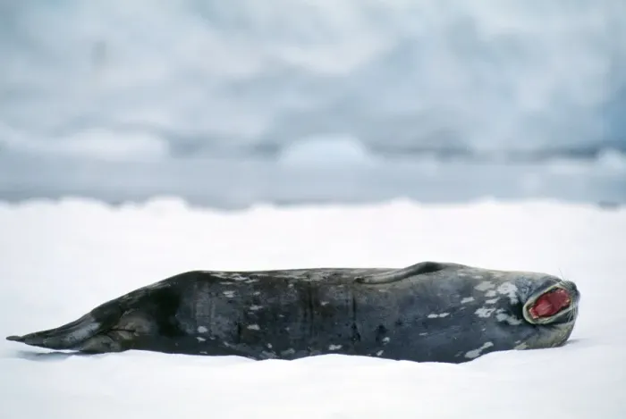 Framed Print : Weddell Seal