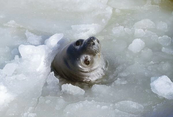 Weddell Seal - at breathing hole Antarctica