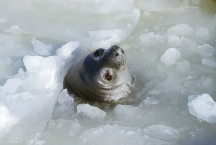 Framed Print : Weddell Seal - at breathing hole Antarctica Framed Print : Weddell Seal - at breathing hole Antarctica