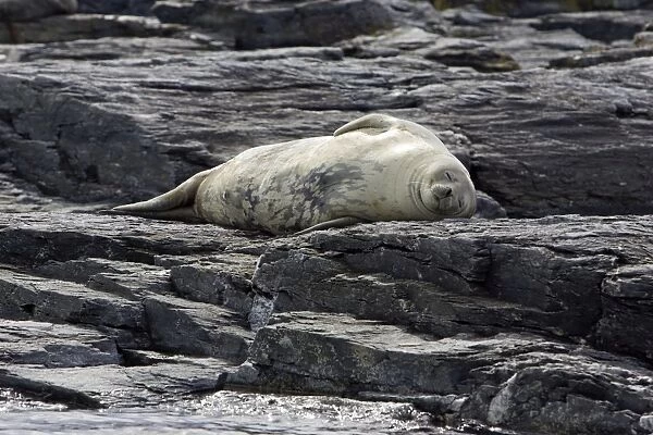 Weddell Seal - Cooper Bay - South Georgia