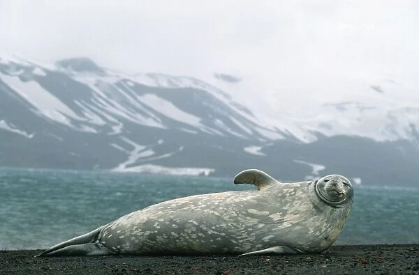 Weddell Seal Deception Island Antarctic Peninsula