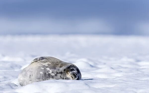 Weddell Seal lying on ice
