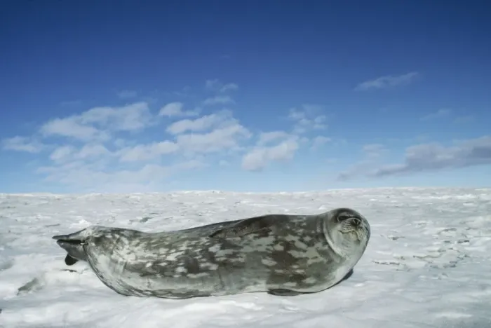 Framed Print : Weddell Seal Mac Murdo Sound, Antarctica Framed Print : Weddell Seal Mac Murdo Sound, Antarctica
