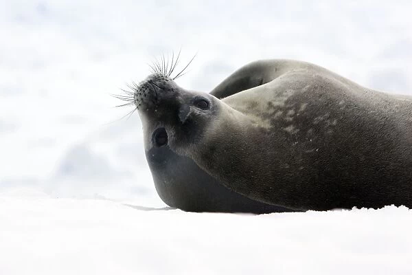 Weddell Seal - Petermann Island - Antarctic Peninsula