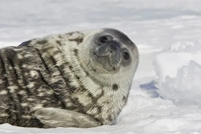 Framed Print : Weddell seal - pup on ice smiling'. Snow Hill Island - Antarctic Pennisular Framed Print : Weddell seal - pup on ice smiling'. Snow Hill Island - Antarctic Pennisular