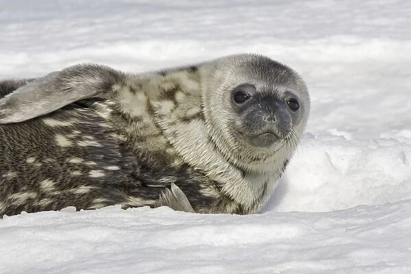 Weddell seal - pup on ice. Snow Hill Island - Antarctic Pennisular