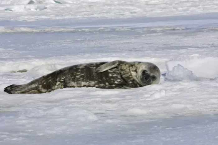Framed Print : Weddell seal - pup on ice. Snow Hill Island - Antarctic Pennisular Framed Print : Weddell seal - pup on ice. Snow Hill Island - Antarctic Pennisular