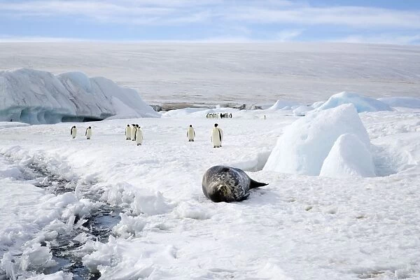 Weddell Seal - On sea ice with Emperor Penquins (Aptenodytes forsteri) in background
