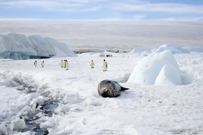 Framed Print : Weddell Seal - On sea ice with Emperor Penquins (Aptenodytes forsteri) in background - Snow Hill Island, Antarctica October Antarctic Framed Print : Weddell Seal - On sea ice with Emperor Penquins (Aptenodytes forsteri) in background - Snow Hill Island, Antarctica October Antarctic