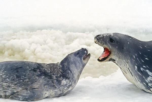 Weddell Seal - 'talking' to pup