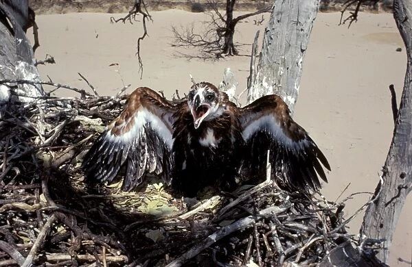 Wedge-tailed eagle - chick in nest
