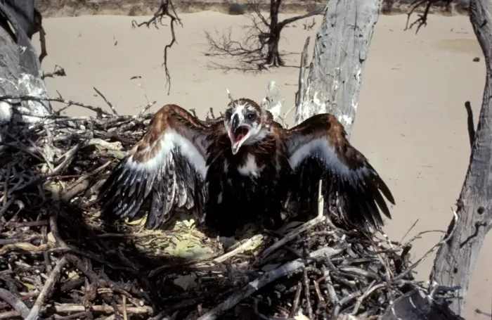 Framed Print : Wedge-tailed eagle - chick in nest Framed Print : Wedge-tailed eagle - chick in nest