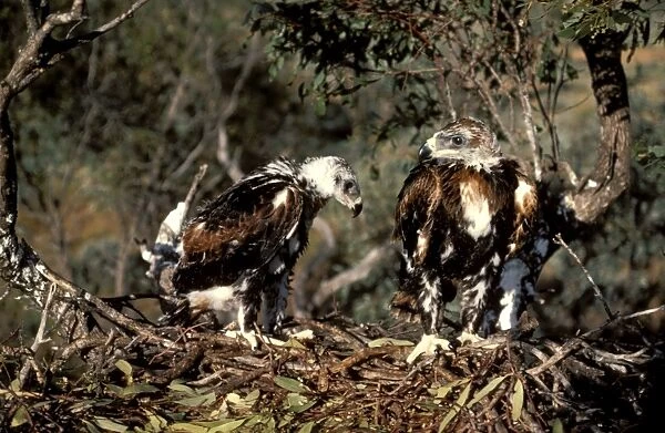Wedge-tailed eagle - chicks partly fledged on nest