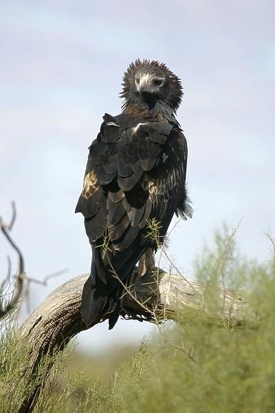 Wedge-tailed Eagle Just north of the South Australian /  Northern Territory border, Australia