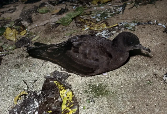 Framed Print : Wedge-tailed Shearwater Framed Print : Wedge-tailed Shearwater