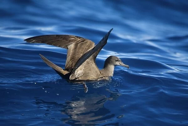 Wedge-tailed Shearwater At sea off Eden, New South Wales, Australia