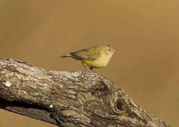 Weebill - Australia's smallest bird. Along the Gibb River Road near an overflowing cattle trough, Kimberley, Western Australia. Found throughout most of Australia particularly in drier eucalyptus woodlands. Australian endemic