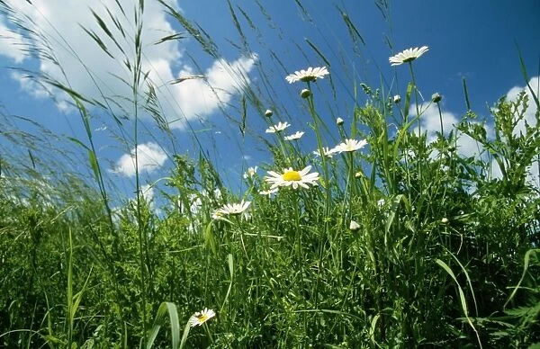 Weeds - Grasses, Ox-eye Daisy, Marguerite