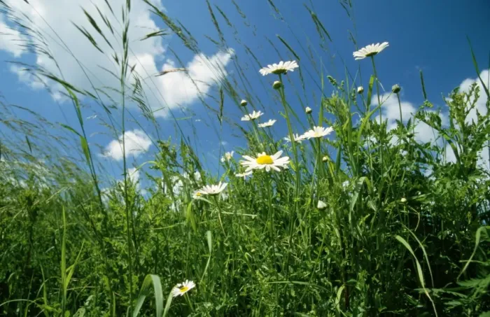 Framed Print : Weeds - Grasses, Ox-eye Daisy, Marguerite Framed Print : Weeds - Grasses, Ox-eye Daisy, Marguerite