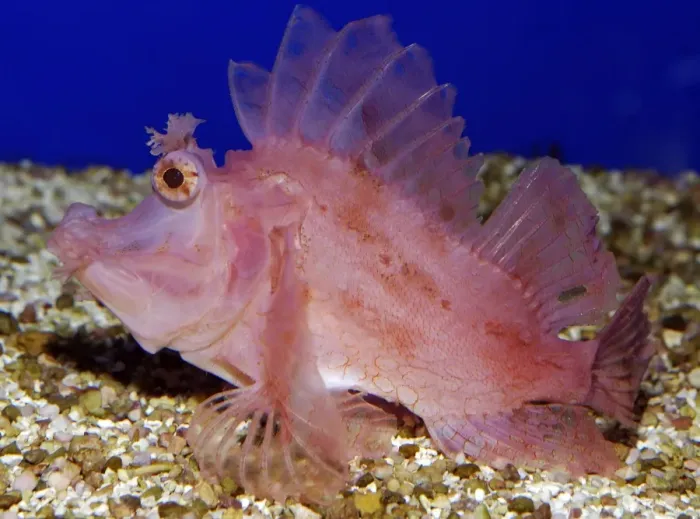 Framed Print : Weedy Scorpionfish - Indo-West Pacific: South Africa to southern Japan and eastern Australia Framed Print : Weedy Scorpionfish - Indo-West Pacific: South Africa to southern Japan and eastern Australia