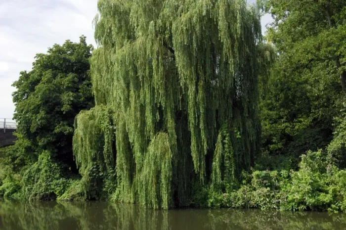Framed Print : This Weeping Willow was found on a tributary of the Medway, near Tonbridge, Kent Framed Print : This Weeping Willow was found on a tributary of the Medway, near Tonbridge, Kent